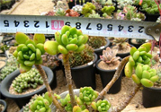 冬天陽(yáng)臺(tái)種什么植物好？冬天種什么植物好養(yǎng)活？