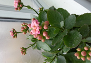 冬天種什么花好？冬天種什么花好養(yǎng)活？