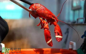 冬天有小龍蝦嗎？冬天吃小龍蝦好嗎？