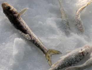 冬天怎么釣魚？冬天怎么釣鯽魚？