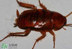 冬天有蟑螂嗎？蟑螂冬天還有嗎？