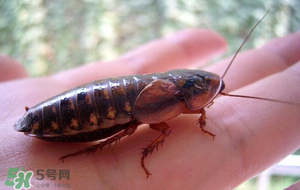 冬天有蟑螂嗎？蟑螂冬天還有嗎？