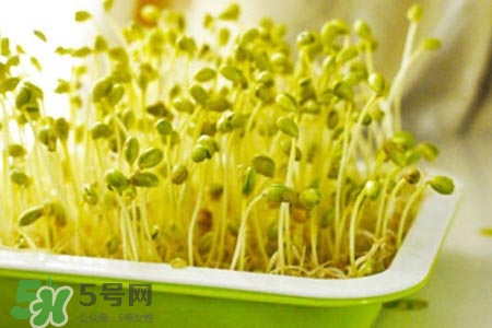 冬天可以發(fā)豆芽嗎？冬天怎樣發(fā)黃豆芽？