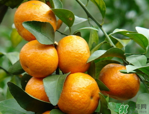 小橘子上火嗎？小橘子吃多了會上火嗎？