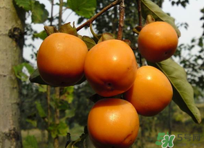 一天可以吃幾個(gè)柿子？柿子每天可以吃幾個(gè)？