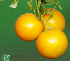 新鮮的桔子怎么保存？新鮮桔子儲(chǔ)存方法