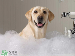 冬天狗狗多久洗一次澡？狗狗冬天久洗一次澡？