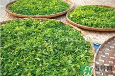 口含茶葉能治口臭嗎？口含茶葉有什么作用？