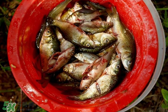 腌魚用什么容器？腌魚用什么裝？