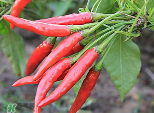 辣椒變紅能吃嗎？辣椒為什么會變紅？