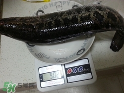 一斤魚可以做多少魚丸？一斤魚可以做幾個魚丸？