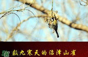 2017年三九四九是什么時(shí)候？2017年四九是哪天？