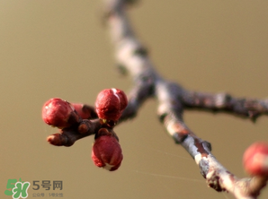 六九是幾號？2017年六九是哪天？
