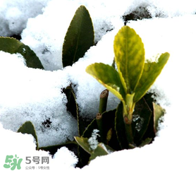 小寒是幾九？2017年小寒是幾九？