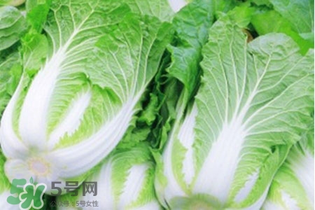 2017過(guò)年白菜會(huì)漲價(jià)嗎？2017年春節(jié)白菜價(jià)格預(yù)測(cè)