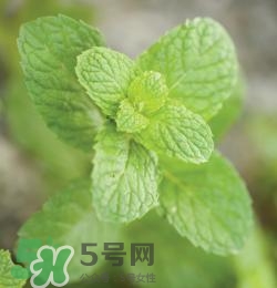 有狐臭不能吃什么食物？有狐臭的人不能吃什么
