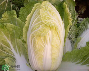白菜葉子上的小黑點是什么？白菜葉子上有黑點能吃嗎？