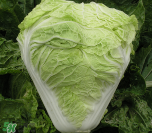 白菜葉子上的小黑點是什么？白菜葉子上有黑點能吃嗎？