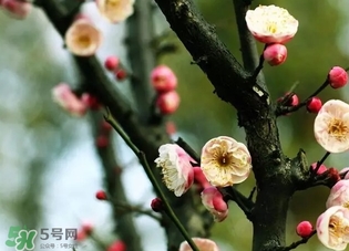 正月是臘月嗎？正月和臘月是幾月？