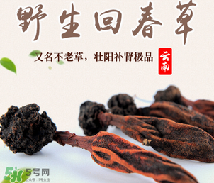 回春草多少錢(qián)一斤？回春草多少錢(qián)一克？