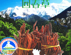 回春草多少錢(qián)一斤？回春草多少錢(qián)一克？