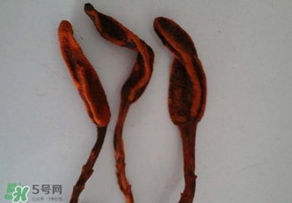 回春草有什么功效？回春草的功效與作用 