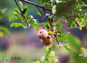 野蘋果可以泡酒嗎？野蘋果泡酒有什么功效？
