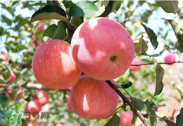 面蘋(píng)果和脆蘋(píng)果有什么區(qū)別？面蘋(píng)果和脆蘋(píng)果哪個(gè)營(yíng)養(yǎng)大？