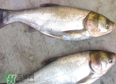 吃鰱魚(yú)可以暖胃嗎?鰱魚(yú)怎么吃最暖胃?