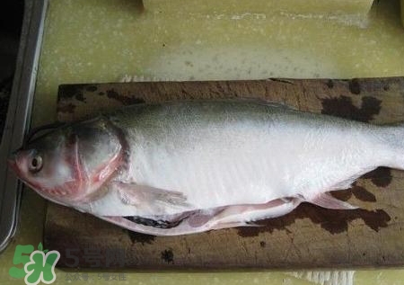 吃鰱魚(yú)可以暖胃嗎?鰱魚(yú)怎么吃最暖胃?