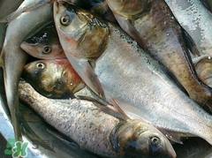 吃鰱魚(yú)可以暖胃嗎?鰱魚(yú)怎么吃最暖胃?