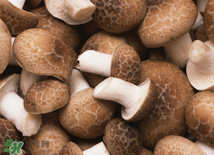 一歲寶寶可以吃香菇嗎？寶寶多大可以吃香菇？