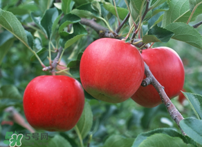 野蘋(píng)果多少錢(qián)一斤？野蘋(píng)果價(jià)格