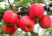 阿克蘇蘋(píng)果脆嗎？阿克蘇蘋(píng)果是粉蘋(píng)果還是脆蘋(píng)果？