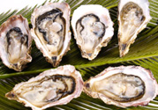 生蠔多少錢一斤？生蠔一斤有幾個？