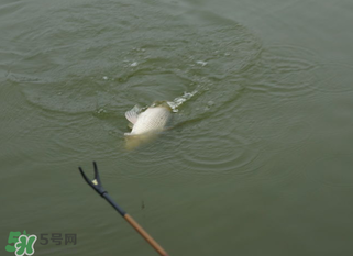 立春能釣魚嗎？立春好釣魚嗎？