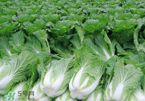 臘月吃什么蔬菜？臘月吃什么素菜？