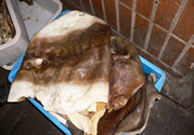 鯊魚(yú)皮可以吃嗎?鯊魚(yú)皮的功效與作用