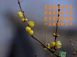 臘月有什么時候好日子？臘月有幾個黃道吉日？