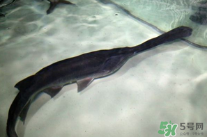 鴨嘴魚(yú)多少錢一斤？野生鴨嘴魚(yú)多少錢一斤？