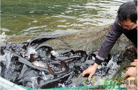 鴨嘴魚(yú)多少錢一斤？野生鴨嘴魚(yú)多少錢一斤？