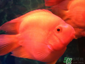 魚眼睛紅了怎么回事？魚眼睛變紅是什么原因？