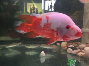 魚眼睛紅了怎么回事？魚眼睛變紅是什么原因？