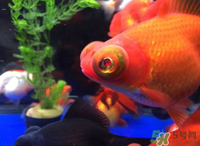 魚眼睛紅了怎么回事？魚眼睛變紅是什么原因？