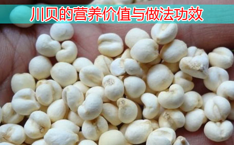 川貝怎么吃最好 川貝泡水一次放多少