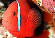 魚眼睛紅了怎么回事？魚眼睛變紅是什么原因？