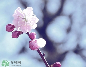 立春吃什么蔬菜？立春時令蔬菜推薦