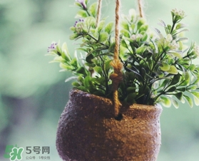 立春吃什么蔬菜？立春時令蔬菜推薦