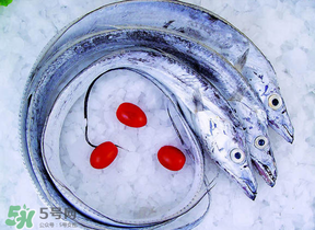 帶魚多少錢一斤？帶魚多少錢一箱？
