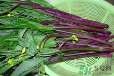 紅菜苔是苦的嗎？紅菜苔為什么有苦味？